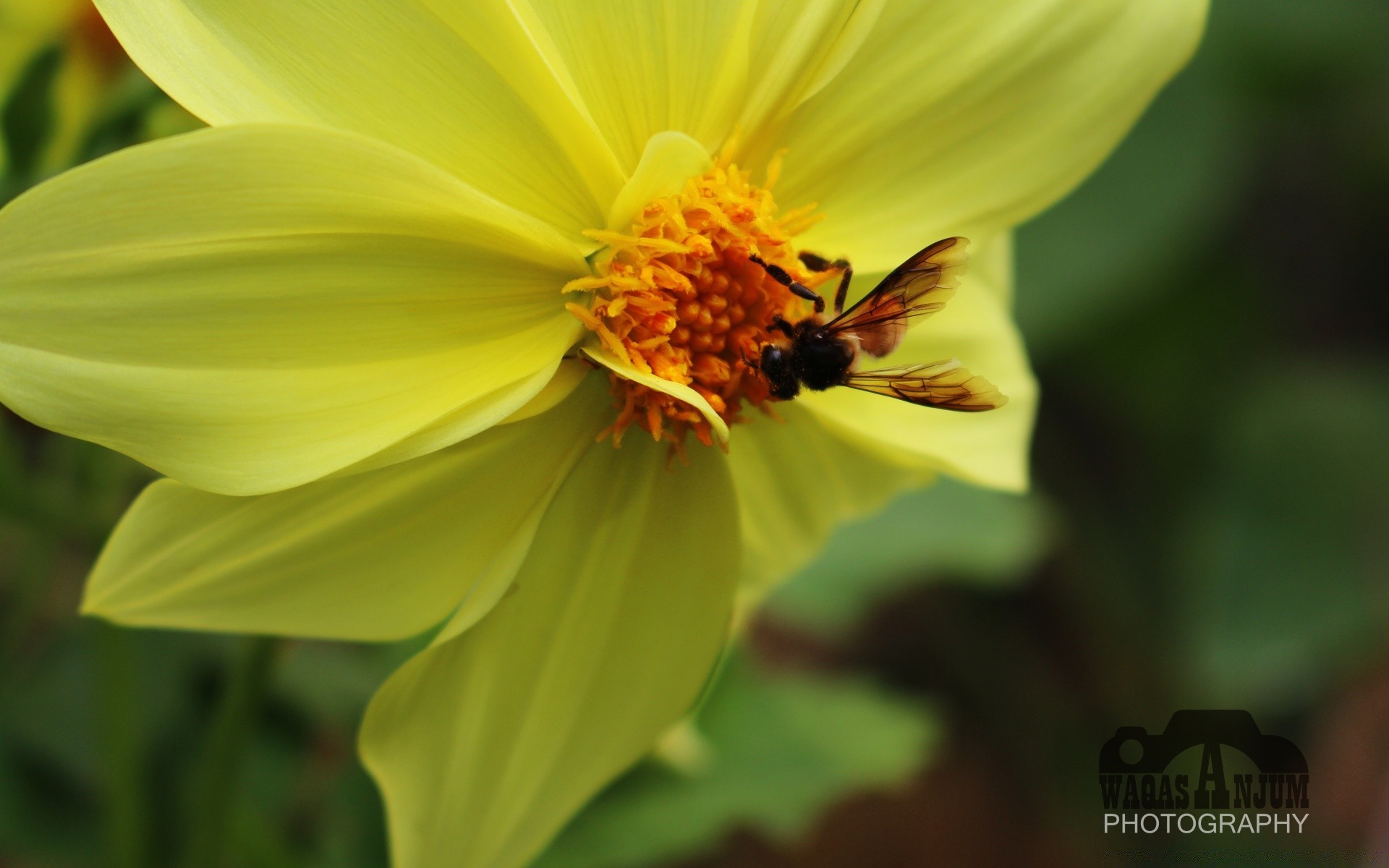 insetti natura foglia estate flora fiore luminoso polline crescita all aperto