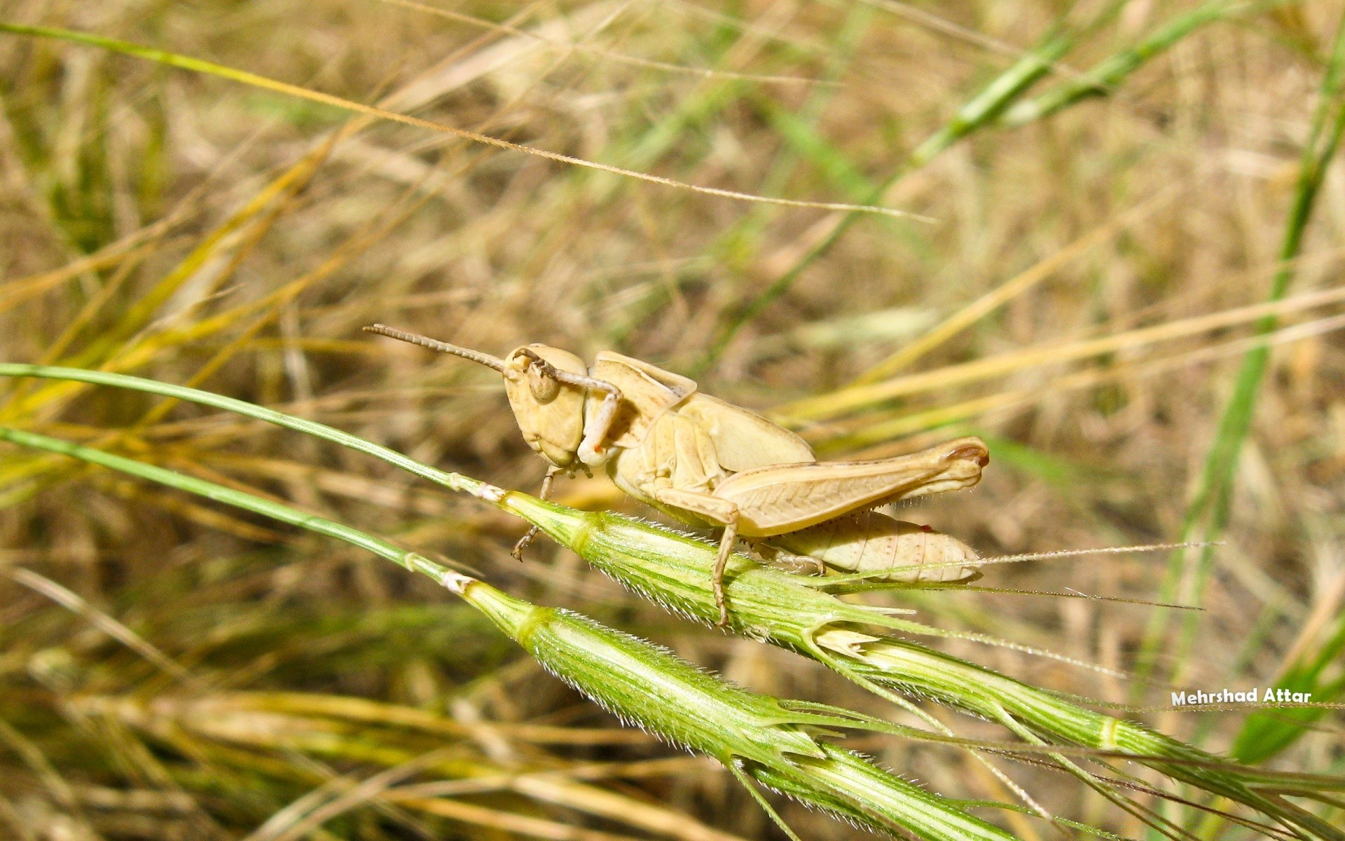 insetti natura fauna selvatica erba insetto all aperto animale piccolo estate primo piano selvaggio foglia flora cavalletta invertebrati ambiente giardino colore vicino