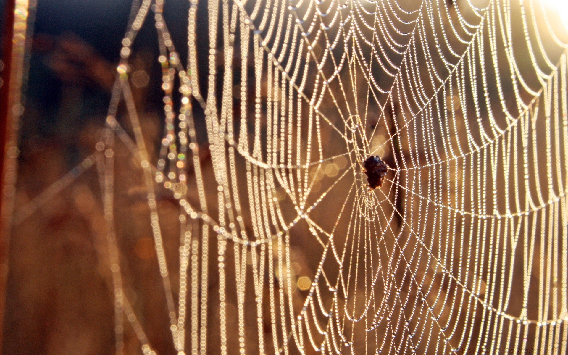 insetos aranha teias de aranha armadilha teias de aranha aracnídeo web fio inseto padrão natureza desktop orvalho halloween seda close-up perigo