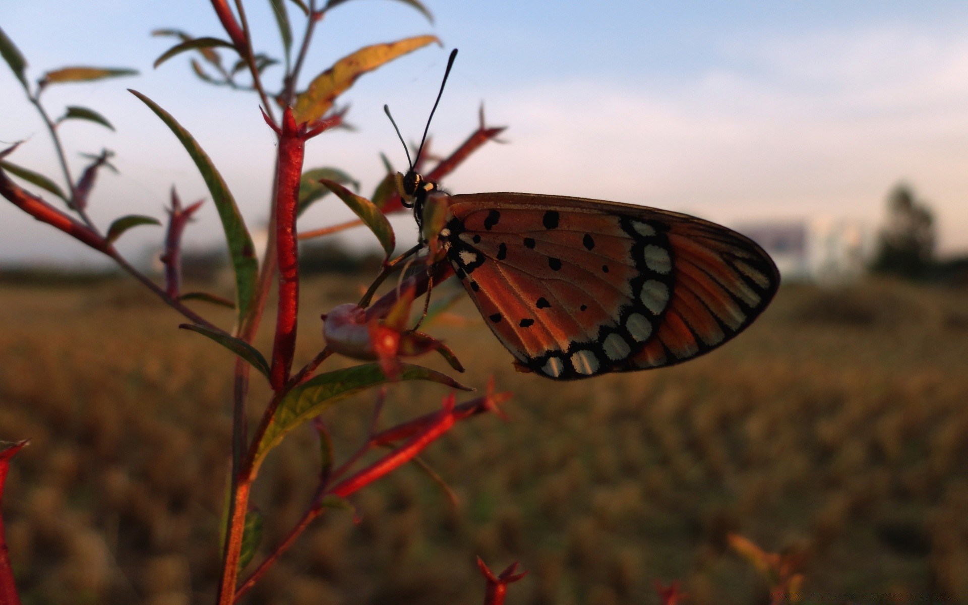 borboleta inseto natureza vida selvagem invertebrados flor ao ar livre cor asa verão biologia folha flora close-up jardim voar antena animal selvagem