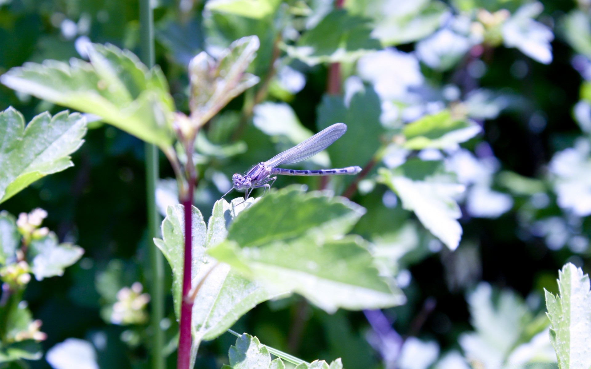 insects nature flora leaf flower summer garden growth outdoors season bright color fair weather close-up blooming floral