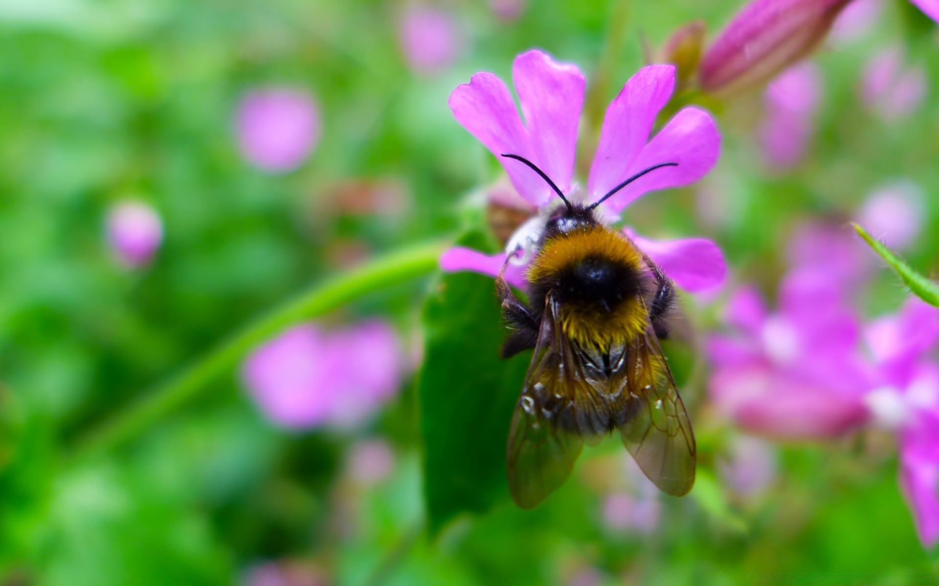 insects nature bee flower insect pollen summer flora honey garden outdoors wild leaf close-up grass pollination petal hayfield little nectar