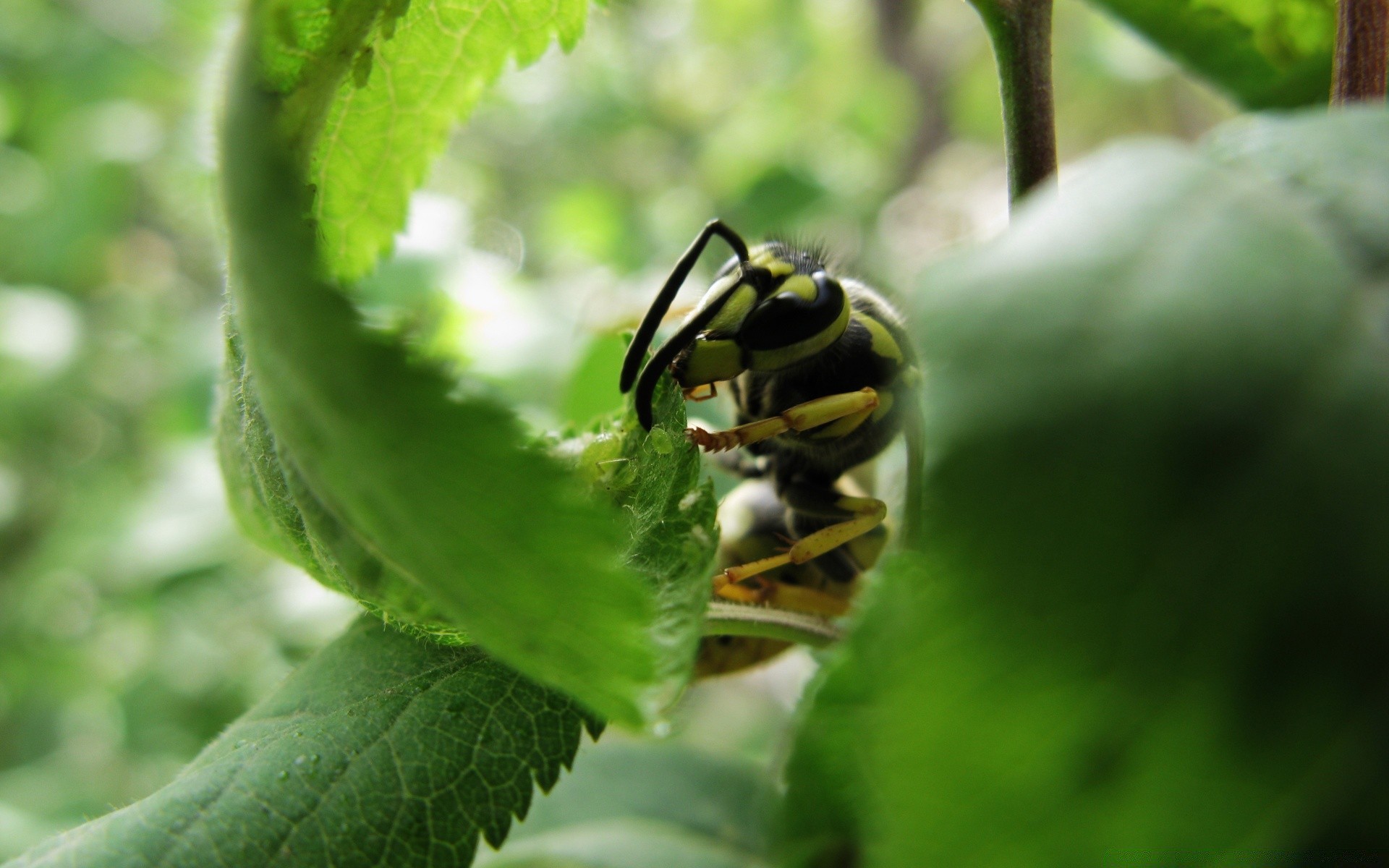 insects nature insect leaf outdoors flora little summer food garden close-up animal color wildlife biology environment beetle