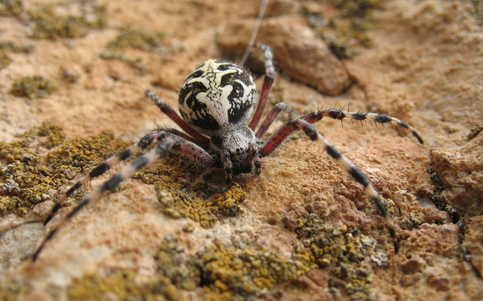 природа животные паук без смс
