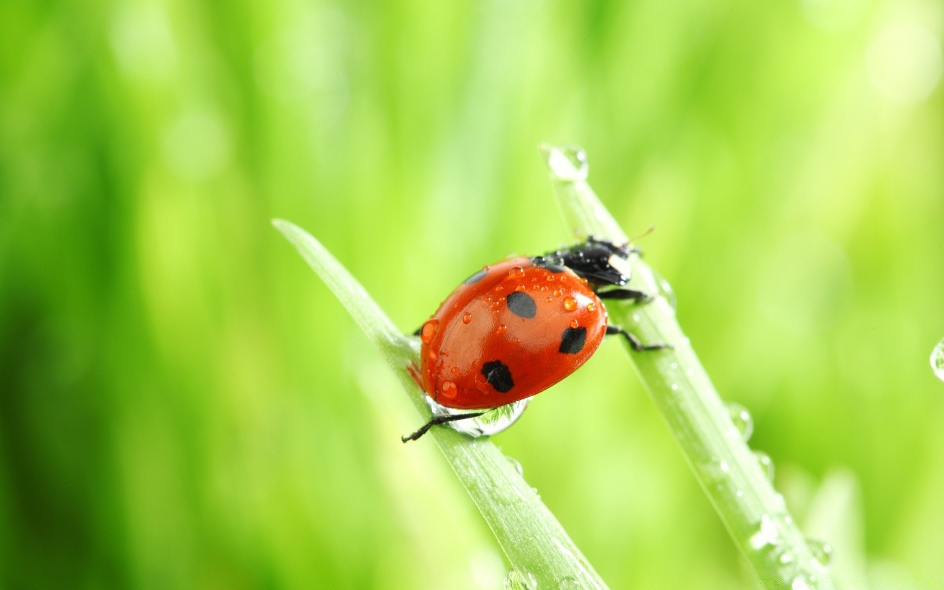 insectes coccinelle insecte coléoptère nature peu herbe biologie feuille été minuscule à l extérieur flore