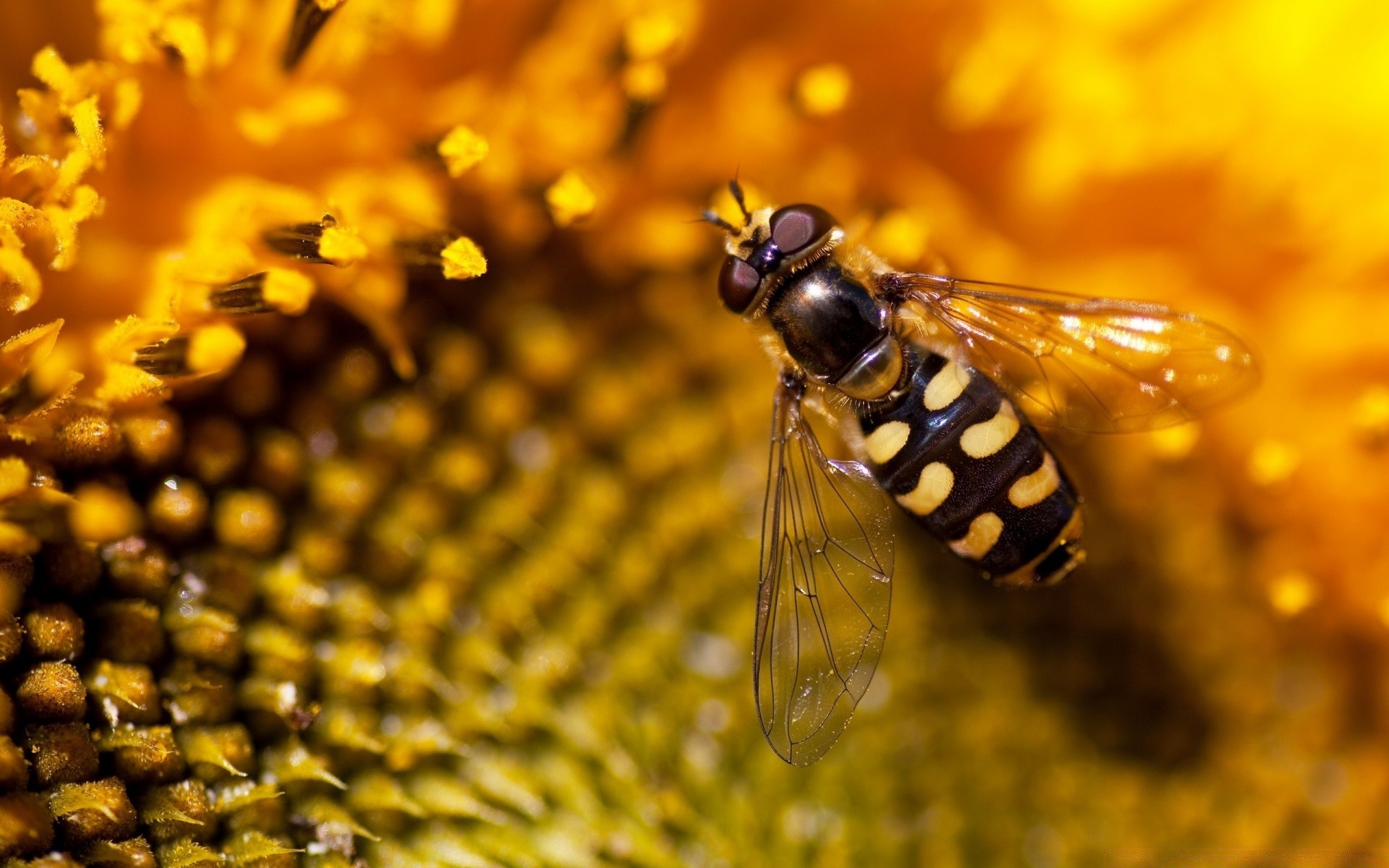 insectos naturaleza insecto al aire libre verano abeja