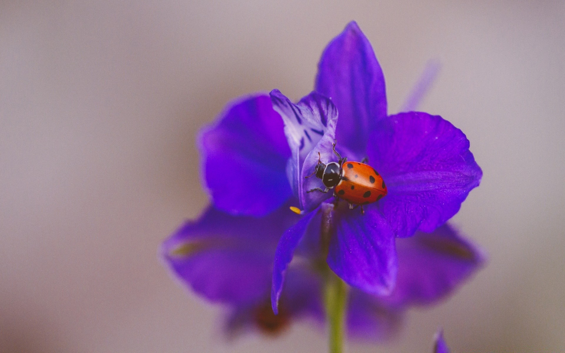 owady kwiat natura flora liść rozmycie owad lato płatek ogród