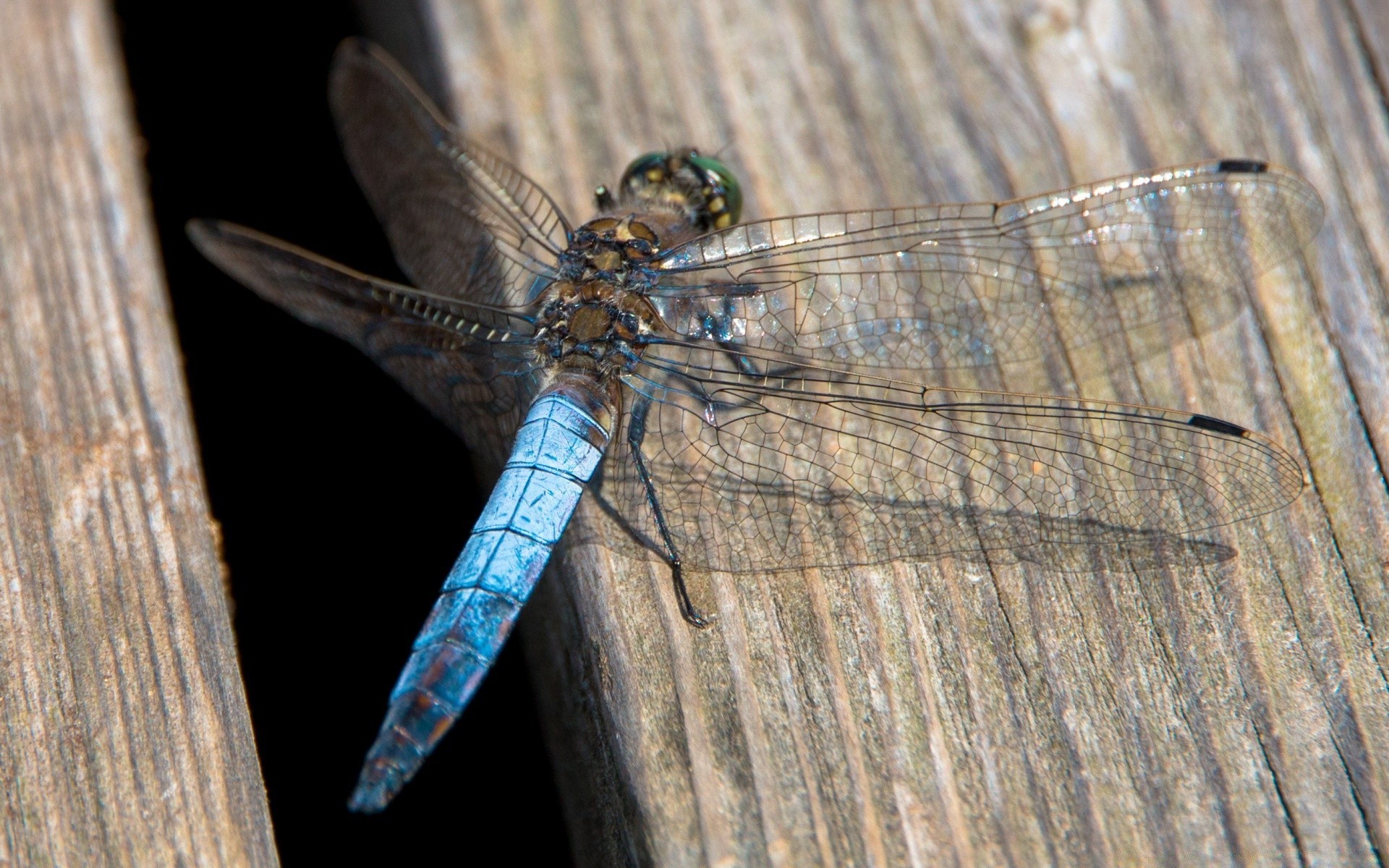 insects insect dragonfly wing close-up wood nature fly animal invertebrate