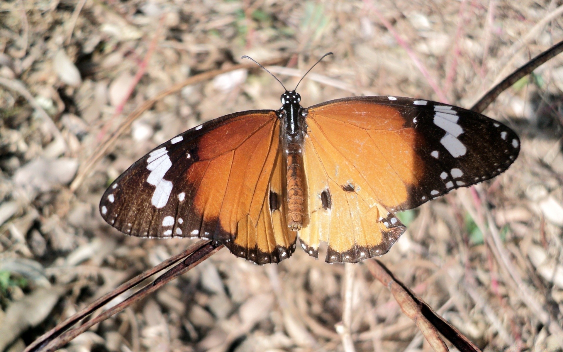 böcekler kelebek böcek doğa omurgasızlar açık havada yaban hayatı yaz hükümdar kanat hayvan vahşi lepidoptera hava nazik oldukça bir yaprak ortamlar