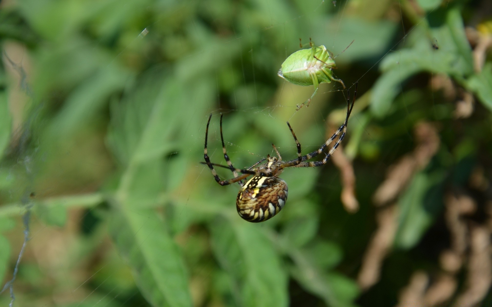 insekten natur insekt spinne blatt im freien garten flora schließen spinnentiere tierwelt sommer wirbellose umwelt wild tier