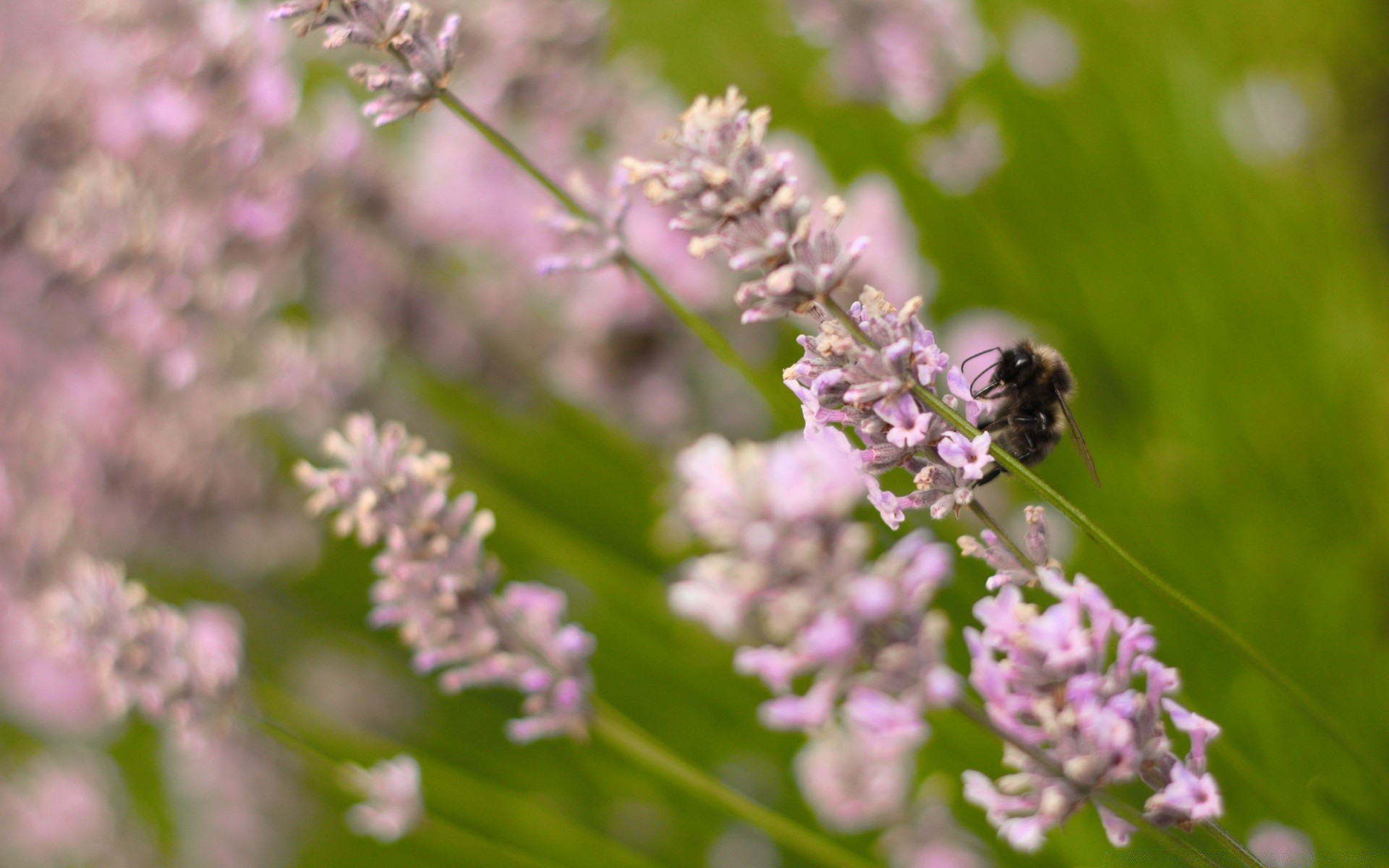 insectos flor naturaleza flora jardín insecto hoja floración verano pétalo abeja floral primer plano al aire libre temporada color lavanda salvaje perfume