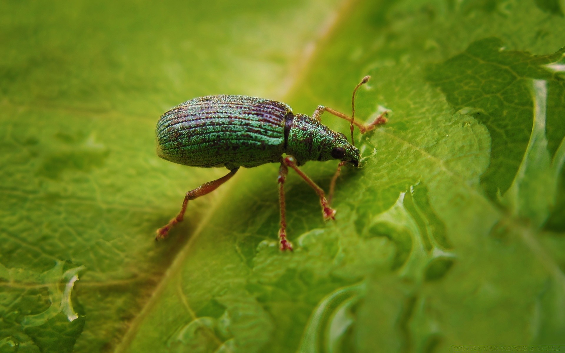 insects nature animal beetle insect wildlife color leaf close-up invertebrate little flora outdoors environment garden close biology