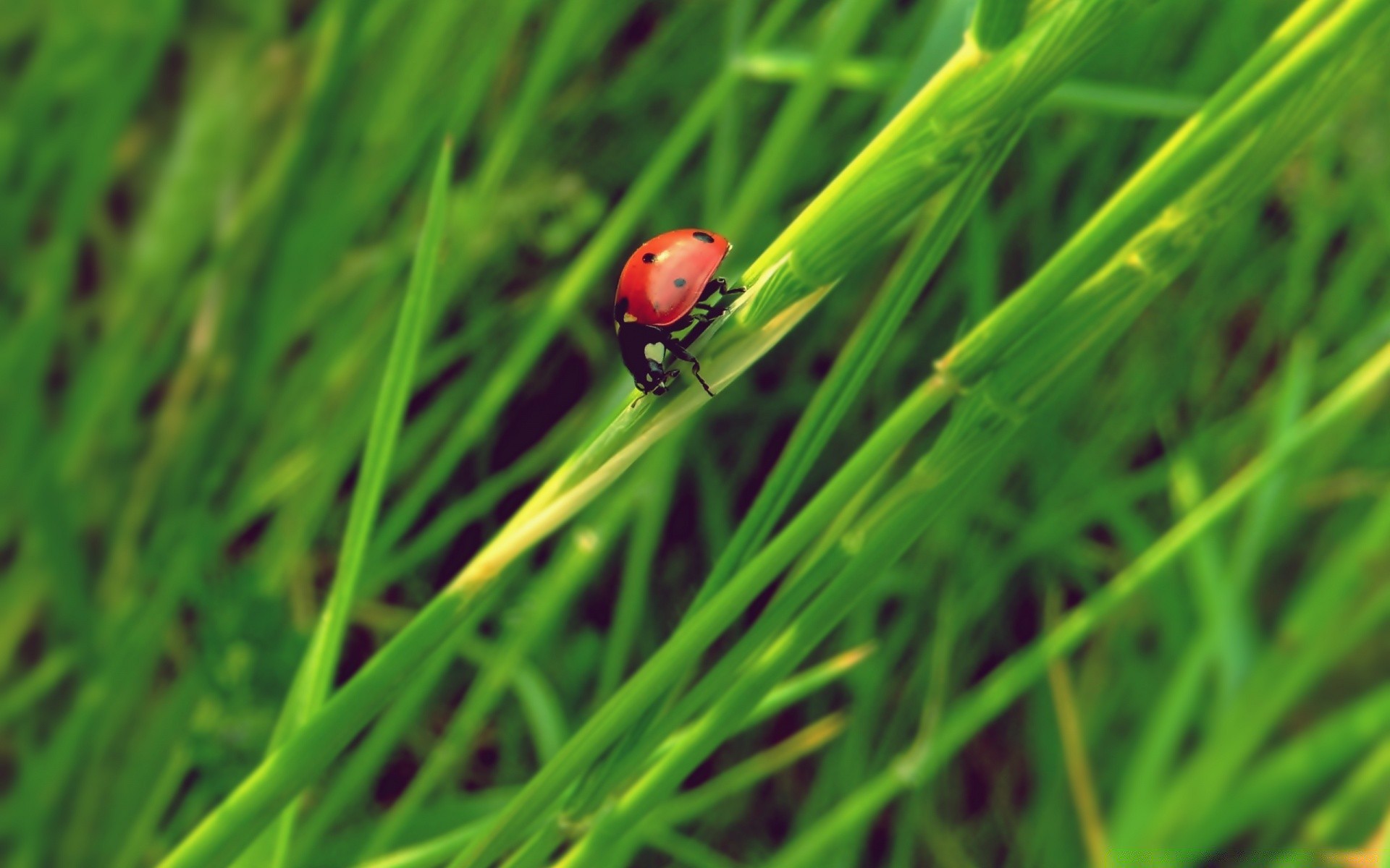 owady trawa liść wzrost ostrze flora biedronka natura trawnik rosa lato środowiska ogród siano owad deszcz biologia ekologia na zewnątrz spadek