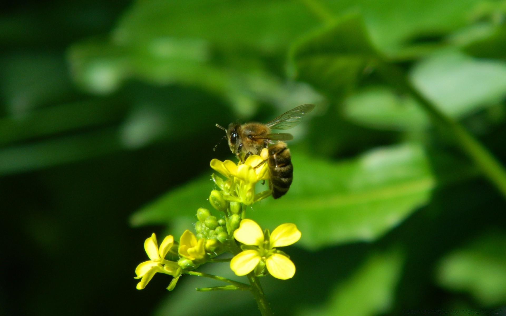 owady natura owad pszczoła liść lato miód na zewnątrz kwiat flora ogród pyłek