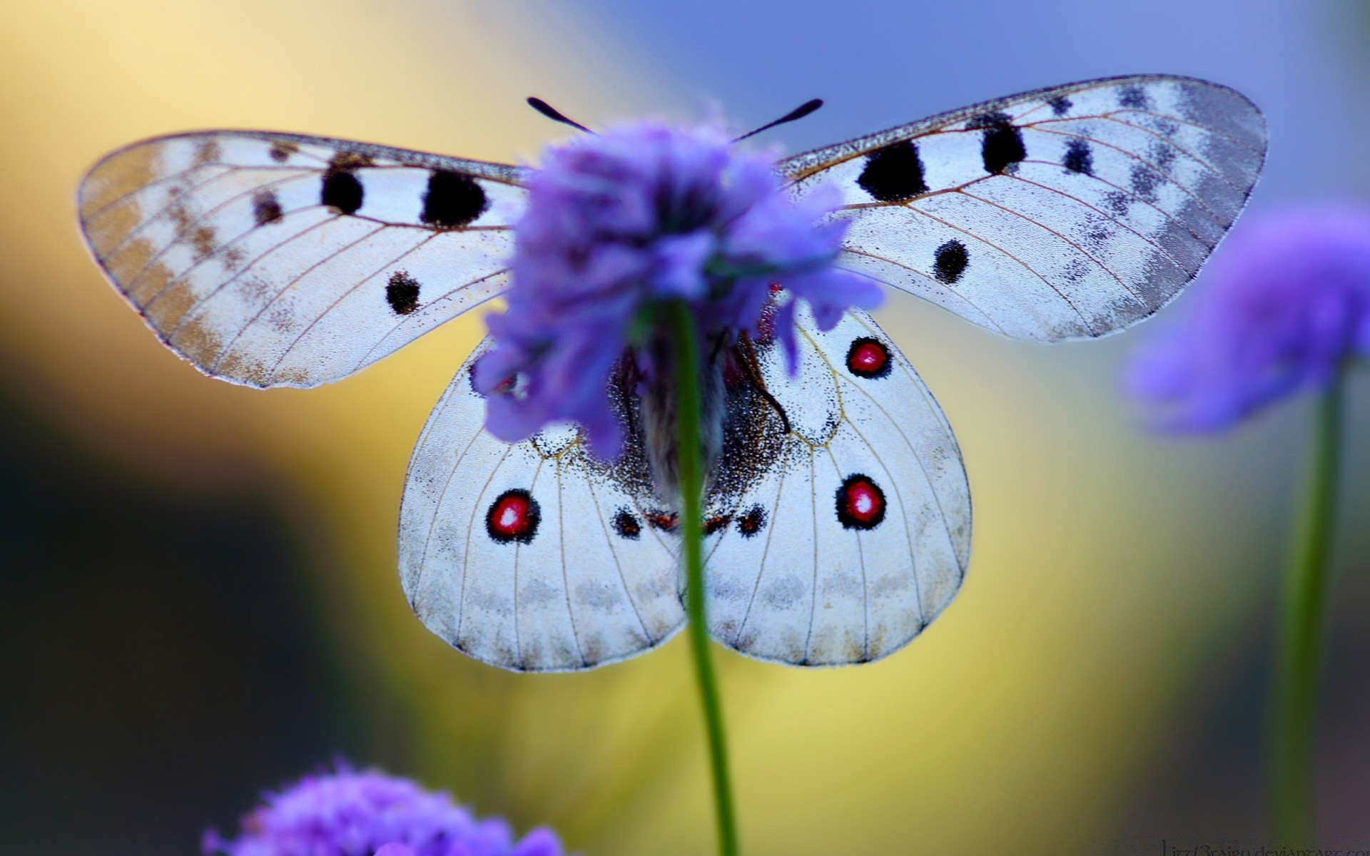 papillon insecte nature lépidoptères papillon aile la faune fleur animal mouche été belle tendre invertébré sauvage à l extérieur couleur jardin entomologie