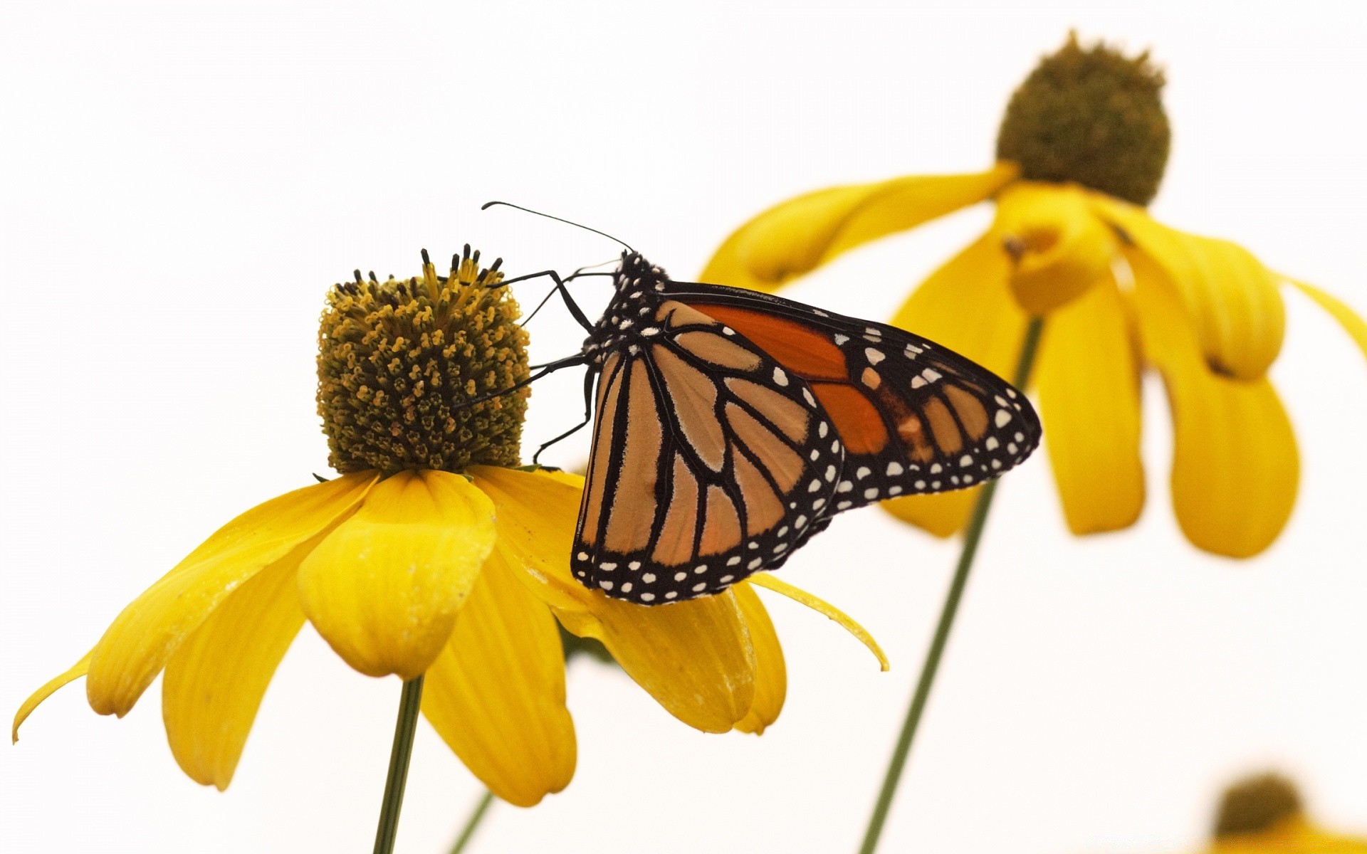 owady motyl natura owad lato kwiat piękne na zewnątrz jasny kolor pulpit flora