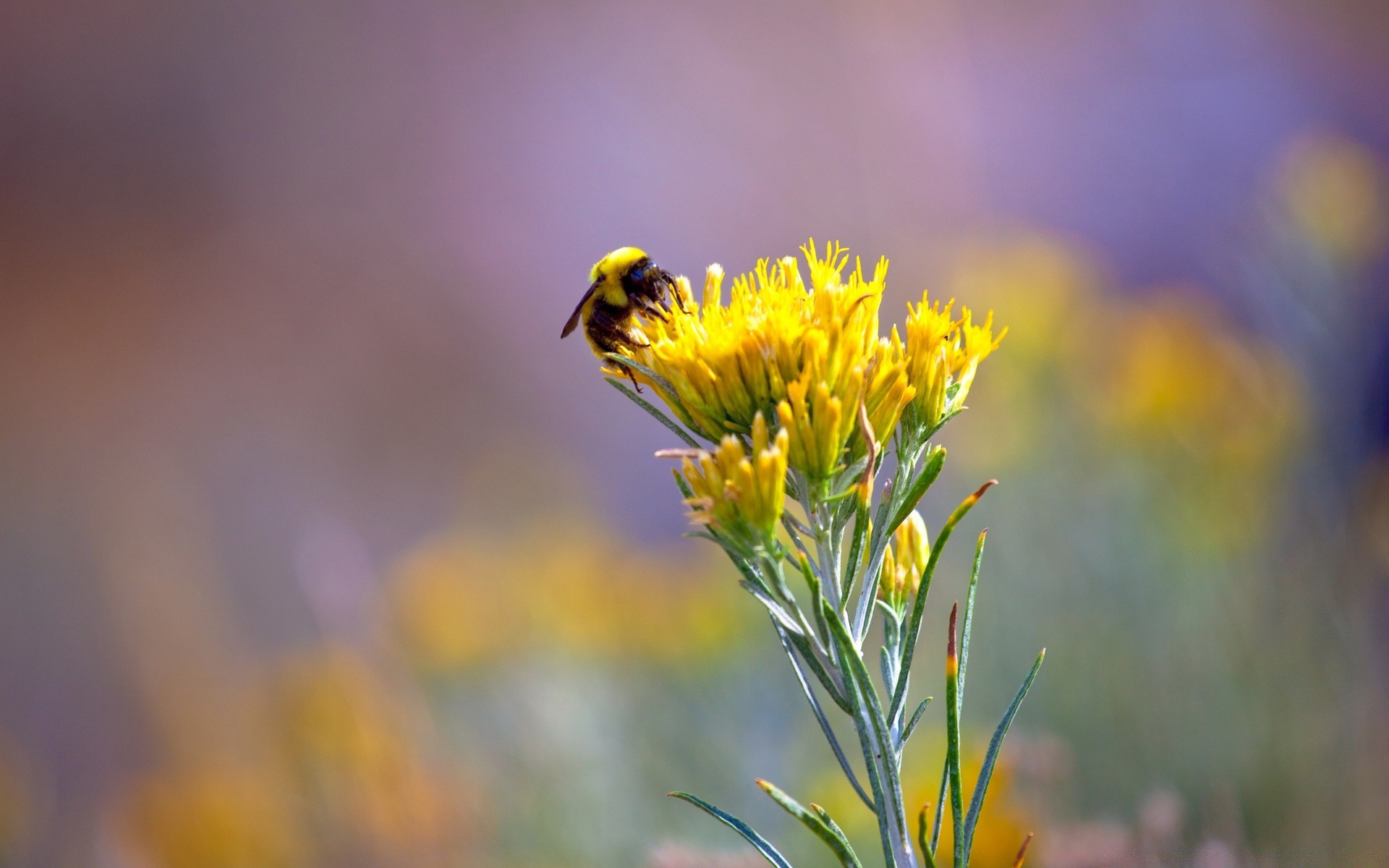 insects nature insect flower summer outdoors bee grass fair weather wild field flora sun hayfield leaf pollen