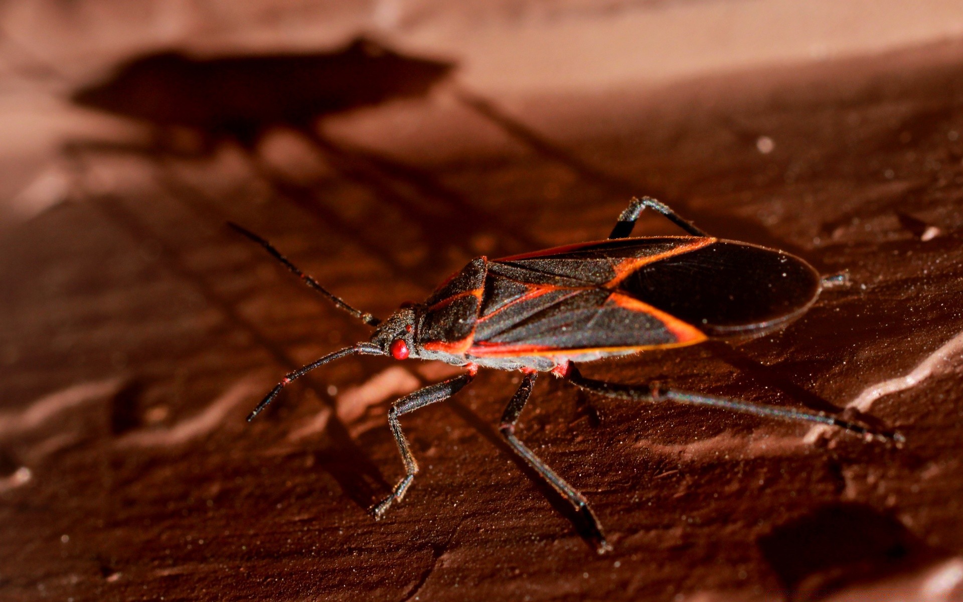 insekten insekt wirbellose antenne einzelne natur tierwelt holz wenig biologie käfer im freien