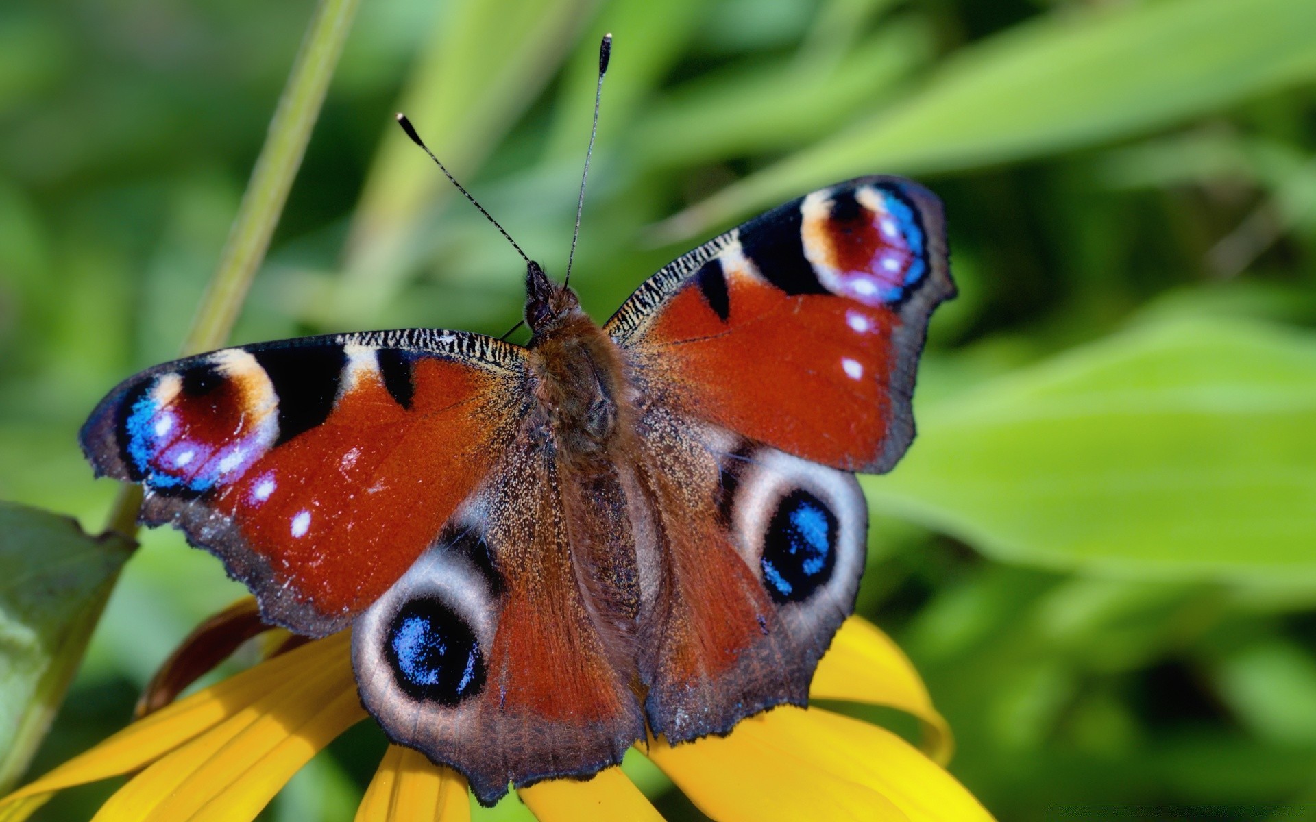 butterfly nature insect animal wildlife summer color wing outdoors beautiful little fly