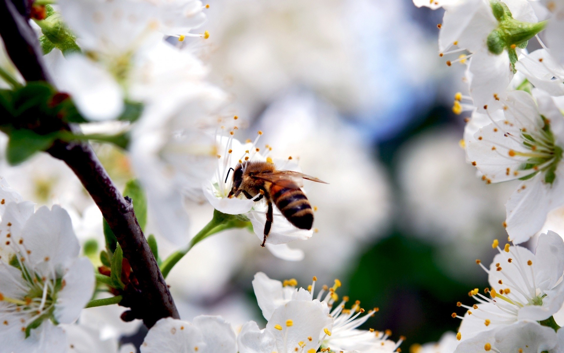 insectes fleur abeille insecte nature miel cerise pollen pomme pollinisation flore arbre feuille abeilles croissance pétale à l extérieur jardin été ami