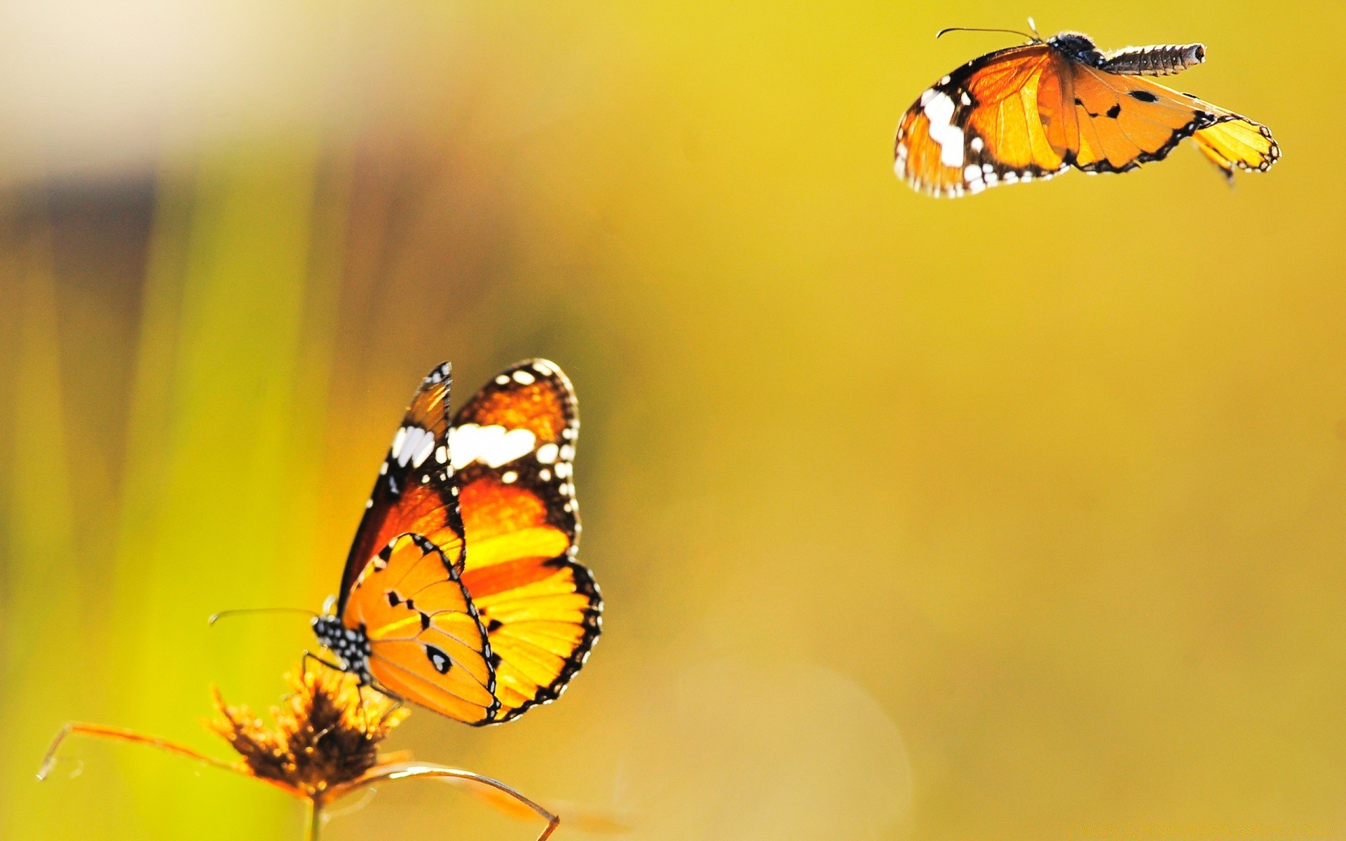 insekten schmetterling insekt natur tierwelt sommer wirbellose im freien monarch tier blume hell fliegen antenne