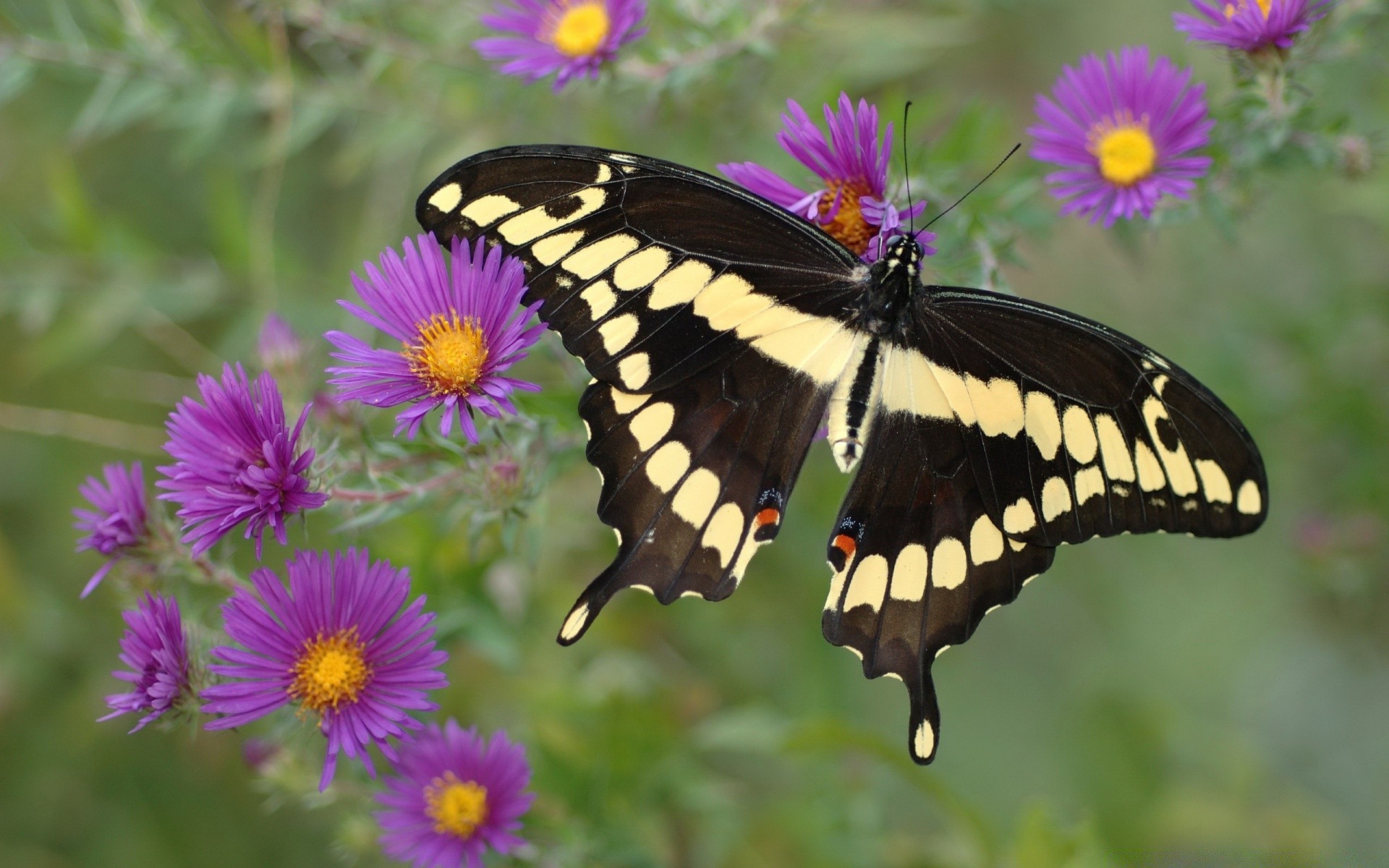 butterfly nature flower summer insect garden outdoors flora blooming bright color leaf petal floral wing wild beautiful hayfield