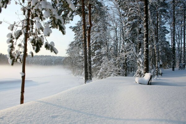 Hiver glacial dans la forêt