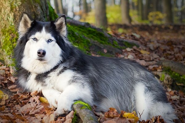 Blue-eyed husky resting under a tree