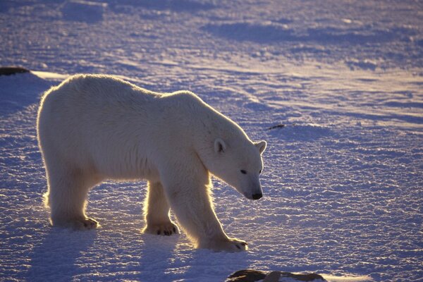 A frosty day and a bear