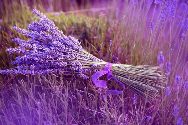 Un ramo de lavanda con una cinta de color lila descansa en un campo de lavanle