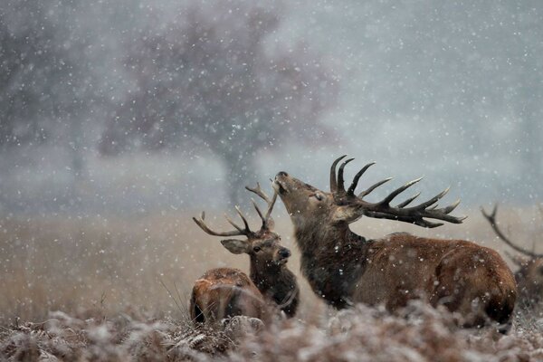 Deer call their relatives to the pack