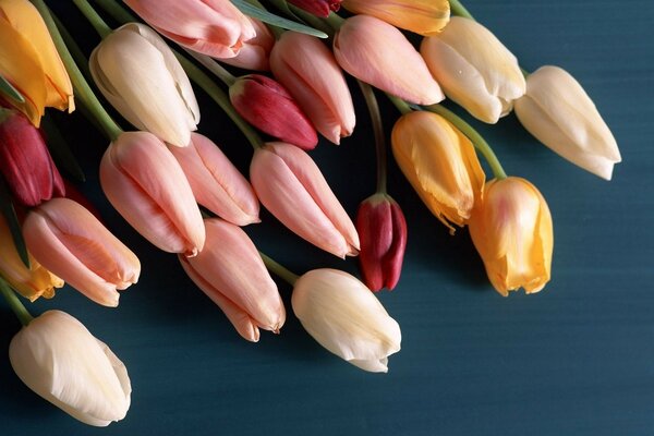 Las flores más bellas y delicadas. regalo para el 8 de marzo