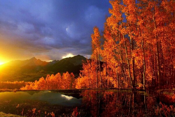 Golden autumn trees at dawn