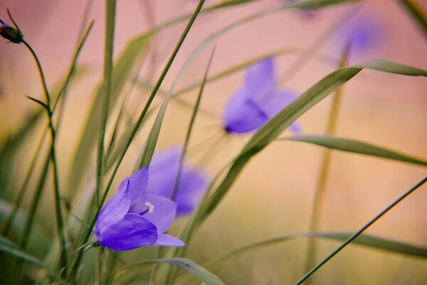 Schöne Bilder von Natur und Blumen