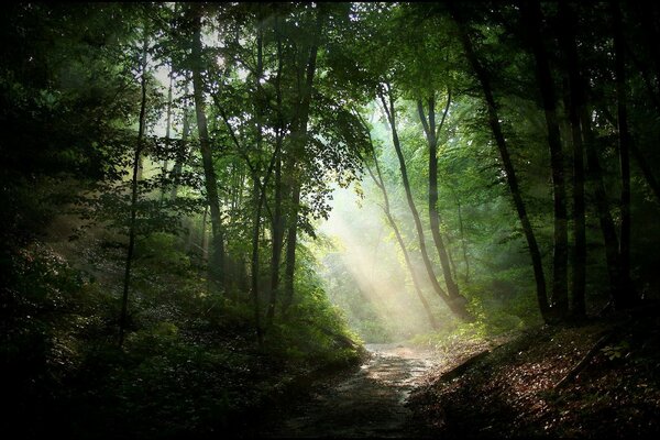 Ein mysteriöses Walddickicht, die Sonnenstrahlen durch das Laub