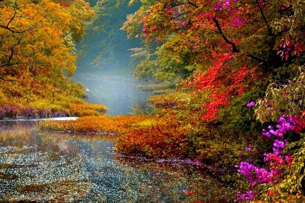 Natur Fluss Laub Bäume Herbst Landschaft