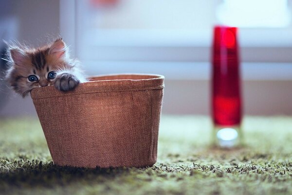 Petit chaton. Je me suis caché, trouvez-moi vite