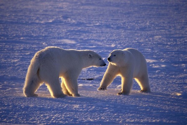 Frosty morning and two bears