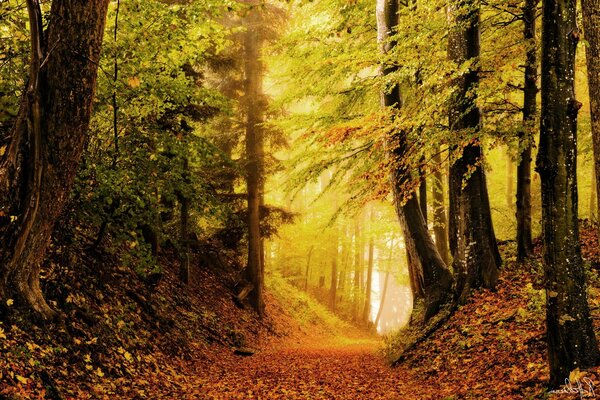 Deserted dark autumn forest