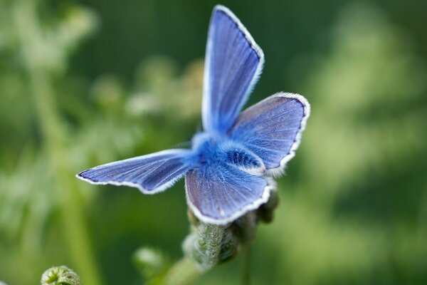 Blauer Schmetterling mit weißem Rand