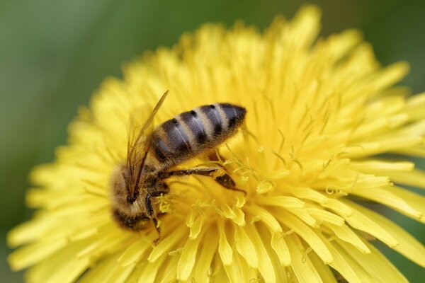 Biene sammelt Pollen für Honig