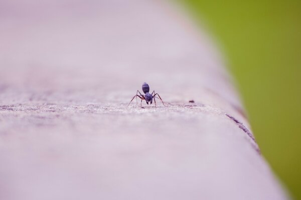 A small insect in an open space