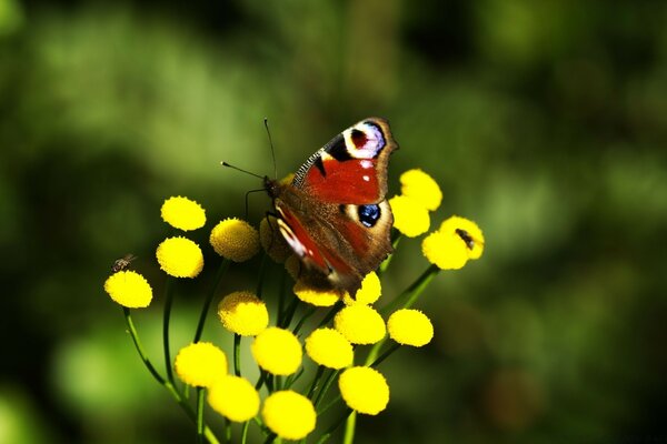 Schöner Schmetterling auf einer gelben Blume