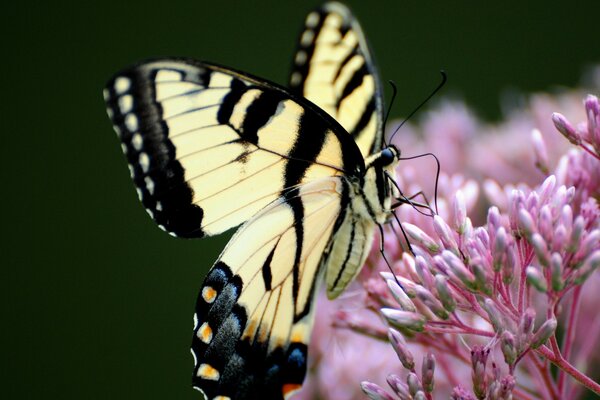 Für einen Schmetterling ist eine Blume wie eine ganze Welt