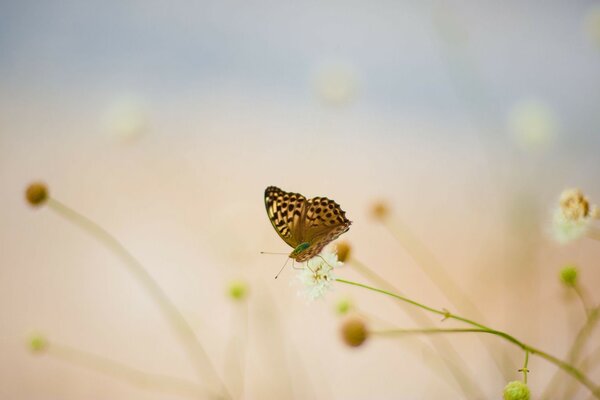 Heller Schmetterling auf verschwommenem Naturhintergrund