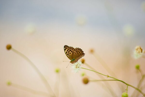 一只明亮的蝴蝶在模糊的自然背景上