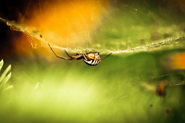 Spinne webt ein großes Spinnennetz