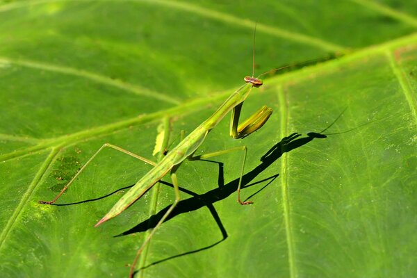 The insect disguises itself as green