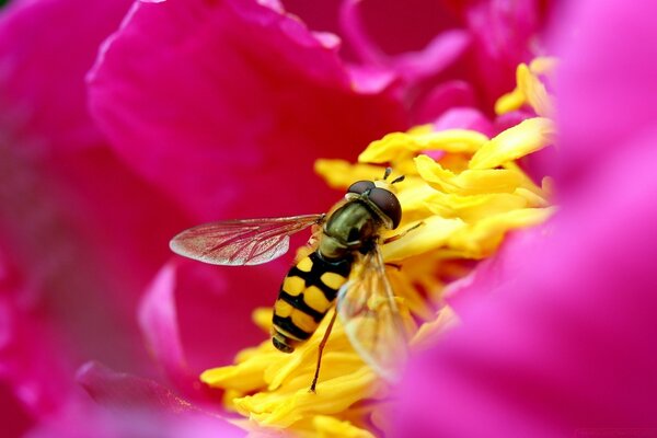 Natureza. Inseto em uma flor brilhante