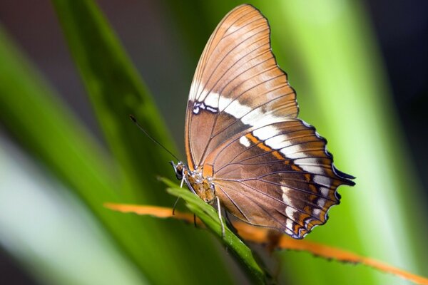 Hermosa mariposa entre la vida silvestre